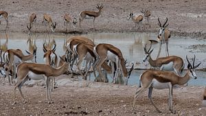 watering place Etosha NP by t.a.m. postma