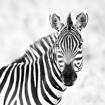 Porträt eines Zebras