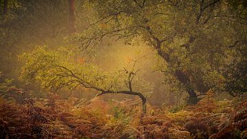 Dreamy Woodland by Gerard Stasse Fotografie
