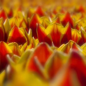 Tulpenauslage von Nick Holland
