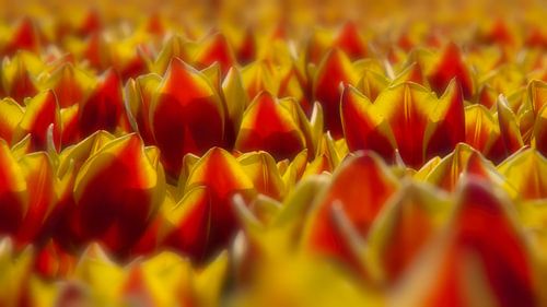 Tulpenpracht van Nick Holland