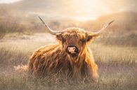 Scottish Highlander by Karel Ton thumbnail