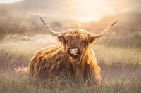 Schotse Hooglander