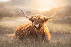 Scottish Highlander by Karel Ton