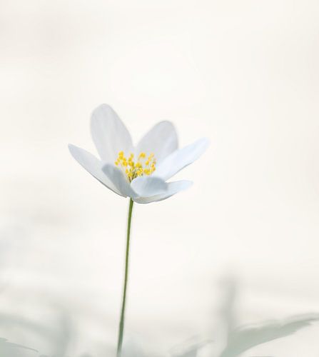 bloemen part 379