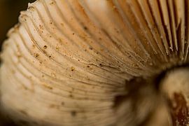 Mushroom #007 by Jan van den Broek 2BHAPPY4EVER
