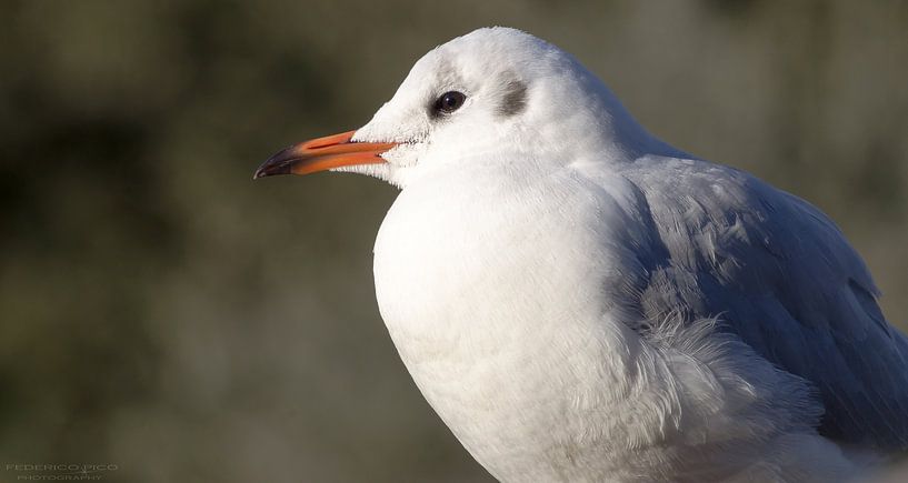 Möwe in Ruhe von Federico Fabian Pico