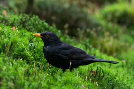 Blackbird by Merijn Loch