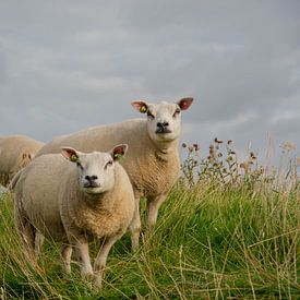 Texelse schapen van karin van Ham