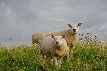 Texelse schapen van karin van Ham