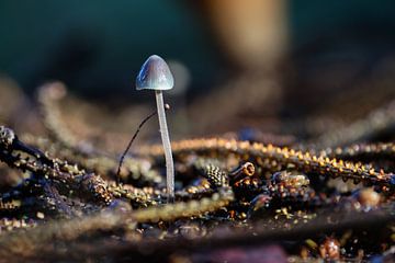 Donzige mycena in een rommelig herfstbos van Simon Lubbers