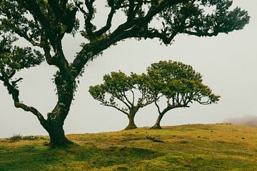 Duo van bomen in Lagoa do Fanal II | Landschap | Madeira van Daan Duvillier | Dsquared Photography