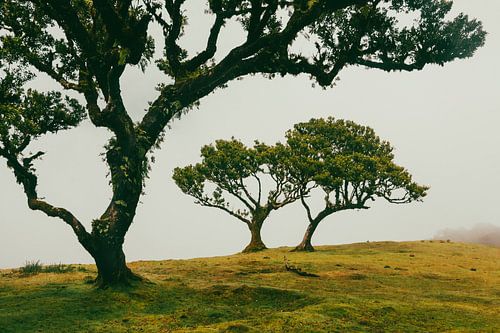 Duo d'arbres à Lagoa do Fanal II | Paysage | Madère