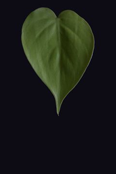 Philodendron lemon lime