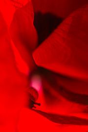 Schnecke in Mohnblume