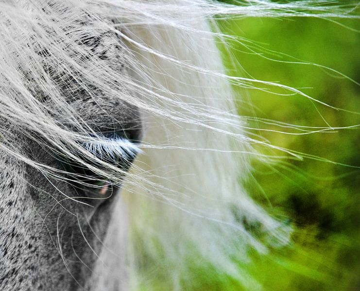 Het oog en de wind by Harrie Muis