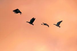 Soaring at Dusk by Inspiration