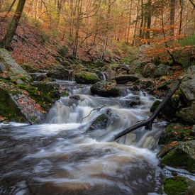 Broken branch by Jan Koppelaar Fotografie