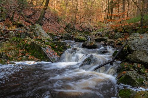 Broken branch by Jan Koppelaar Fotografie