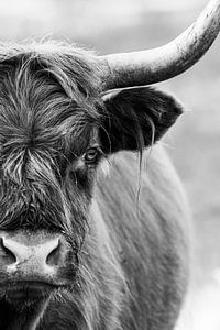 Schwarz-Weiß-Porträt - Schottischer Highlander