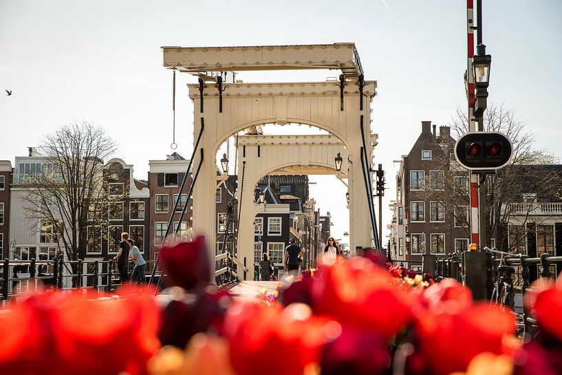 Magere Tulpen par Okko Meijer