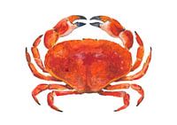 Realistische rode krab