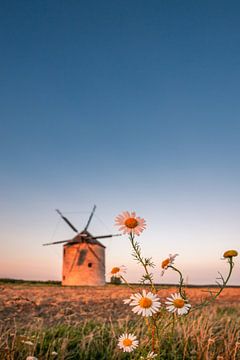 Moulin à vent dans le champ. Paysage photographié par Tez avec des marguerites sur Fotos by Jan Wehnert