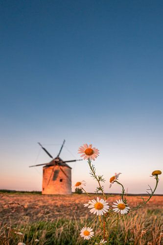 Windmolen in het veld. Landschap shot van Tez met madeliefjes