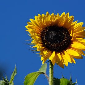 Fleur de tournesol sur fond de ciel bleu profond sur Karsten Mücke