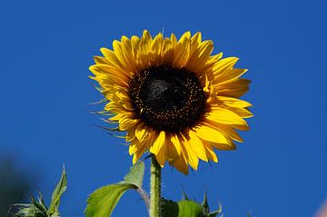 Blossom of a sunflower in front of a deep blue sky