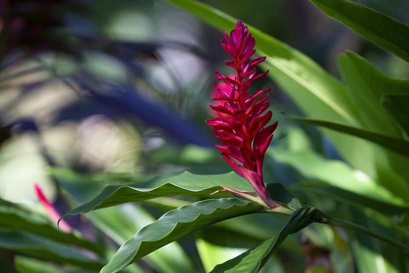 Mexican Red Flower by Renald Bourque