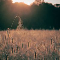 Sunset wheat