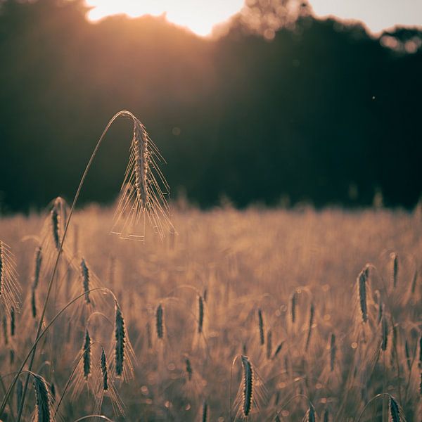 Sunset wheat by Tim Breeschooten