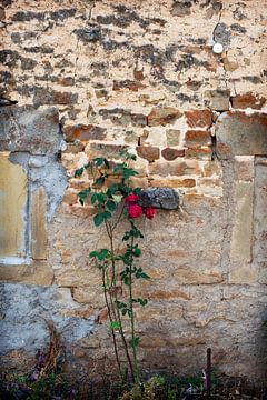 Roos tegen een frans muurtje. La vie en rose van Blond Beeld