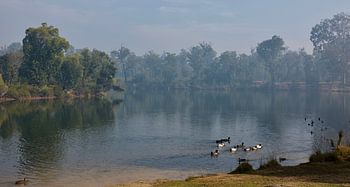 Eenden in de winter met mist
