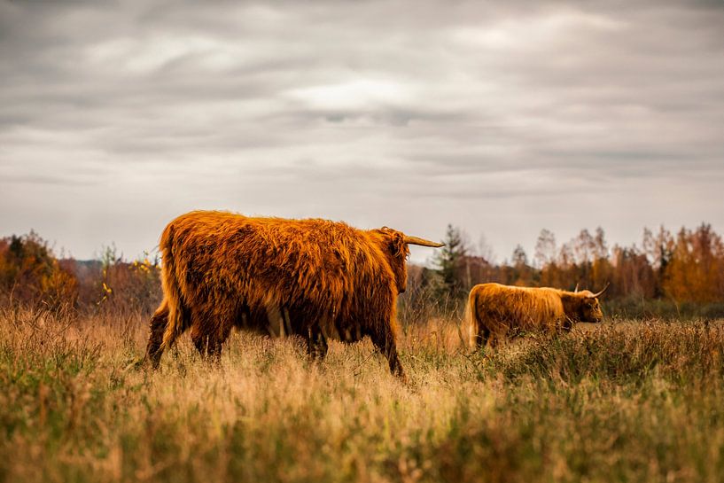 Scottish Highlanders by Sam van Dommelen