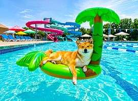 Shiba Inu on palm float by ArtMomente