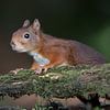 Rode Eekhoorn leunend op een boomstam sur Michel de Beer