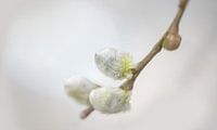 Budding willow cat