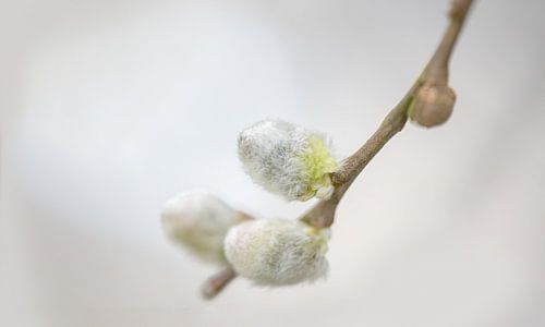 Budding willow cat