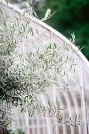 Des branches d'olivier pour une belle serre ancienne