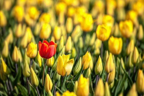 Proud To Be Different