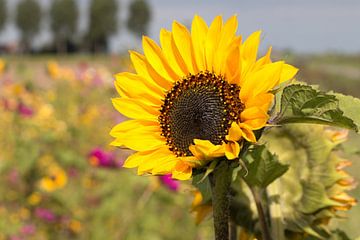 Nahaufnahme einer Sonnenblume in einem bunten Polder von W J Kok