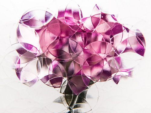 Dianthus abstrait