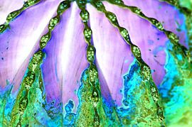 Succulent in purple by De Rover