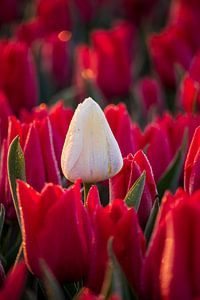 Eine weiße Tulpe zwischen roten Tulpen im sanften Morgenlicht