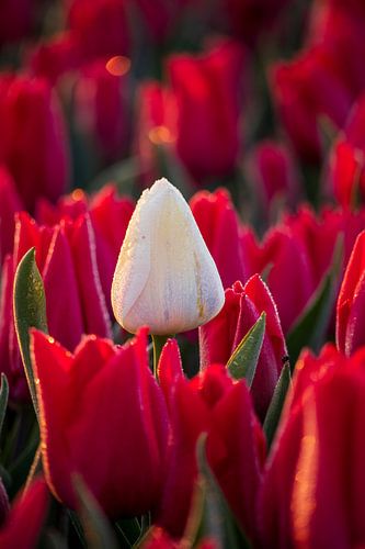 Witte tulp tussen rode tulpen in zacht ochtendlicht