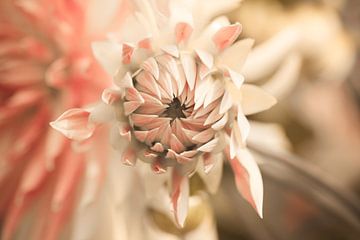 Close-upfoto van een lichtbeige met roze bloem. van Esther Maria