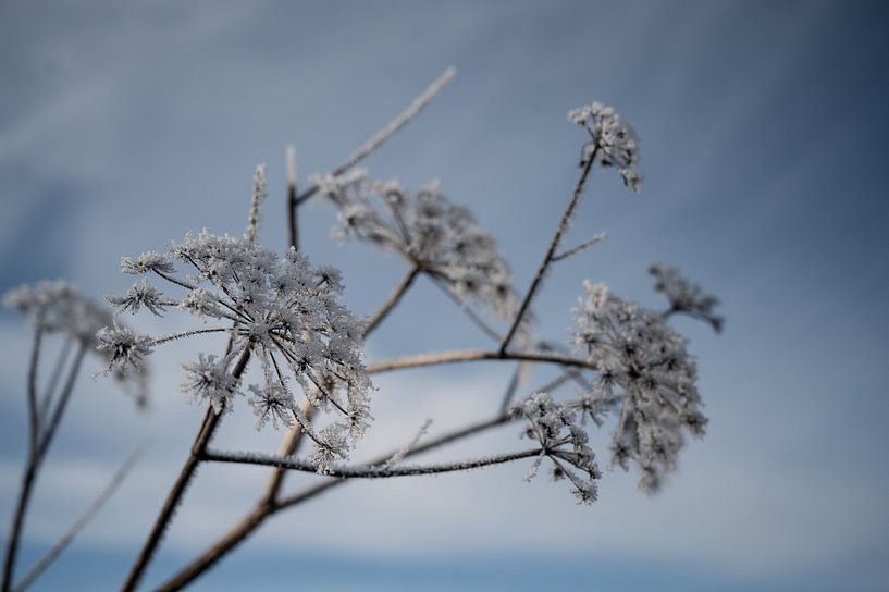 Dried cow parsley with ripe by Anna den Broeder