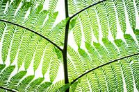 varenblad fernleaf